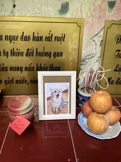 Bé Cáo nhà Việt Anh Quả Chanh