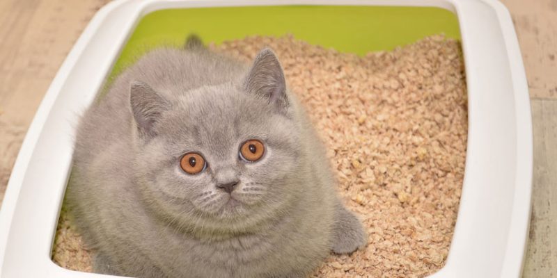 Đổ cát cho mèo bao nhiêu là đủ