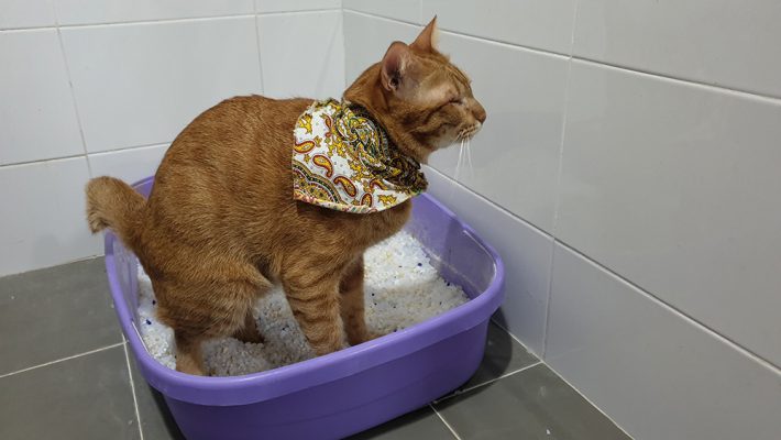 Làm sao để mèo ị đúng chỗ?