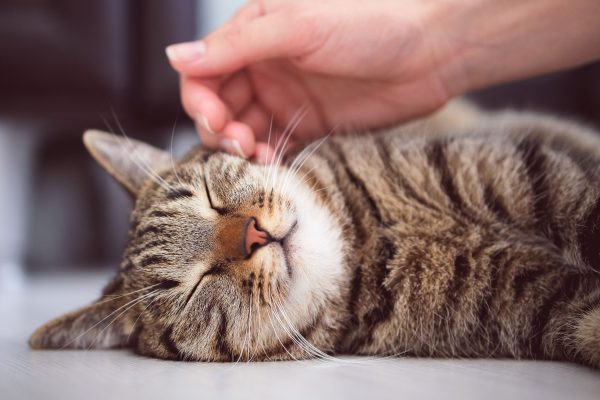 Tại sao mèo thích được vuốt ve?