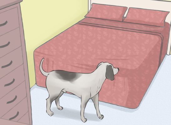 Cách đuổi chó ra khỏi khu vực nhất định