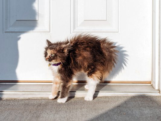 Mèo sợ cái gì nhất?