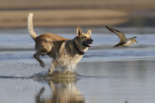 Chó thích rượt đuổi gì